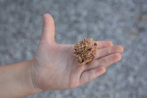 Die Früchte Der Hand — Stockfoto