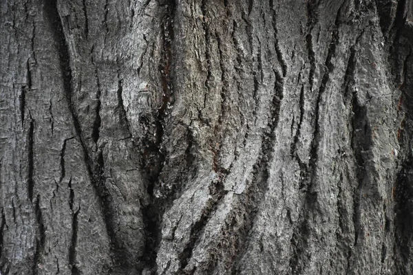 güzel ahşap arkaplan ve doku