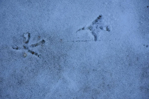 Besneeuwde Land Vogelpassen — Stockfoto