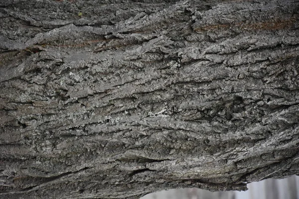 Vacker Trä Bakgrund Och Struktur — Stockfoto