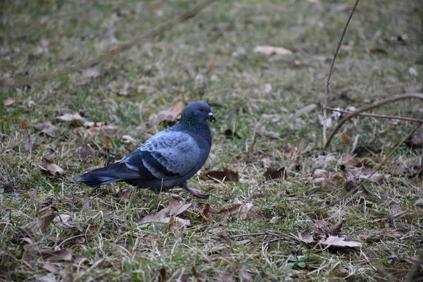 Young Pigeon Searching Food Grass — Fotografia de Stock