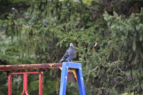 Close Shot Pigeon Bird Park — Zdjęcie stockowe