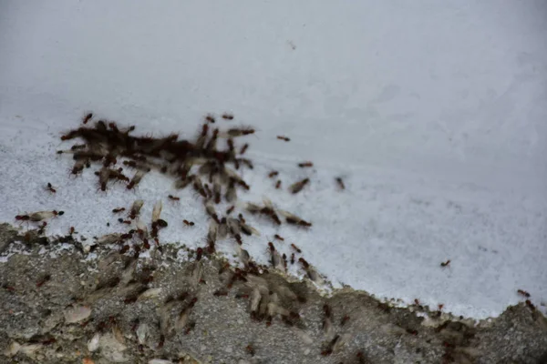 Mieren Kruipen Het Hout — Stockfoto
