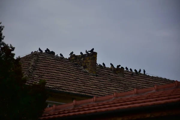 Pigeon Birds House Roof Cloudy Sky — 图库照片