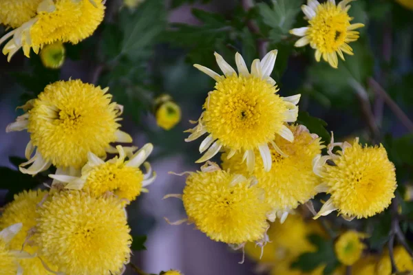 花坛上的黄色美丽花朵 — 图库照片