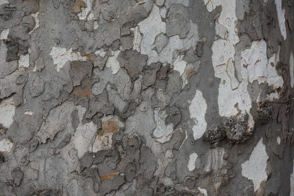 Vacker Träd Bark Bakgrund Textur — Stockfoto