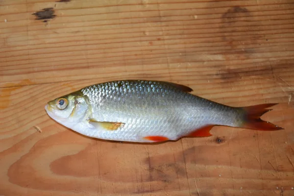 Fish Wooden Background — Stock Photo, Image