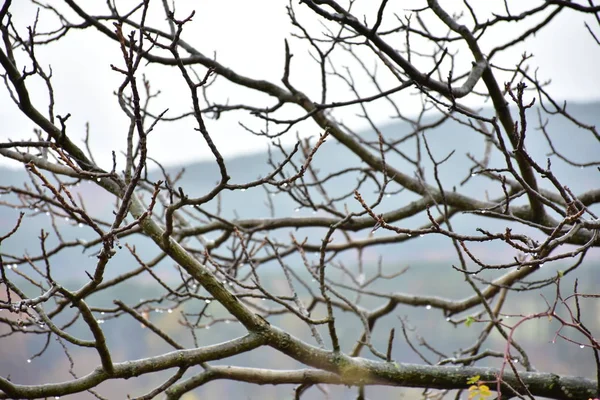 Rami Degli Alberi Secchi — Foto Stock