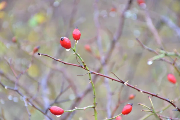 Cropped View Bright Red Rosehip Berries — Stok fotoğraf