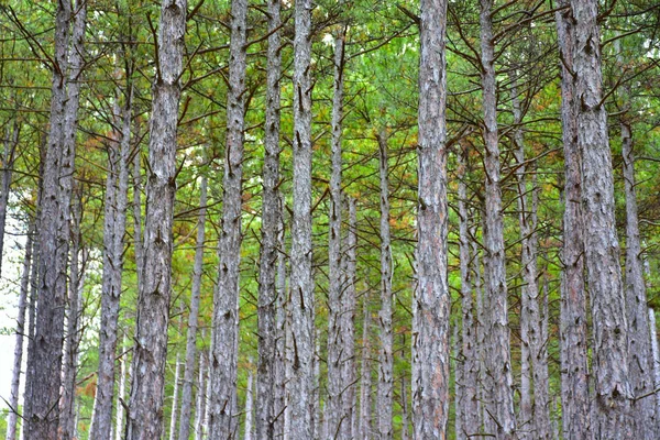 Bosques Árboles Paisajes Forestales — Foto de Stock