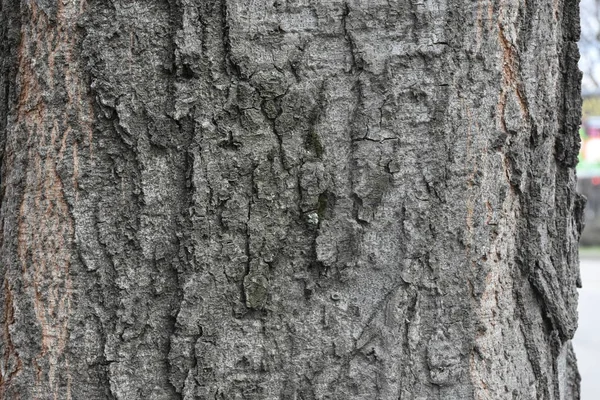 Hermoso Árbol Corteza Fondo Textura — Foto de Stock