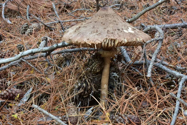 Ein Schöner Rosa Pilz — Stockfoto