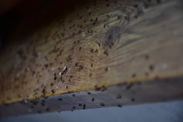 Ants Creep Wood — Stock Photo, Image