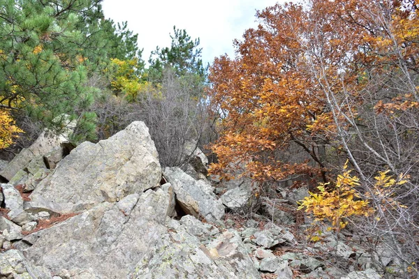Rocky Formations Autumn Season Trees — Foto Stock