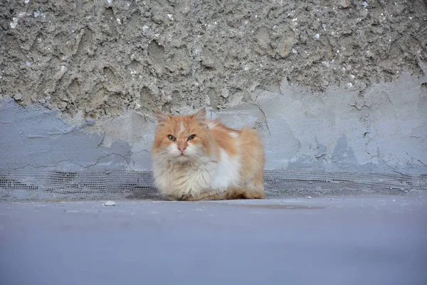 Piękny Kot Fluffy Zewnątrz — Zdjęcie stockowe