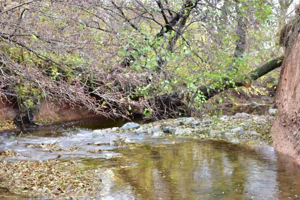 Malý Rybníček Sušenými Listy Podzimním Lese — Stock fotografie