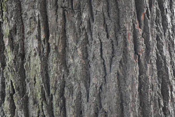 Beautiful Tree Bark Background Texture — Stock Photo, Image