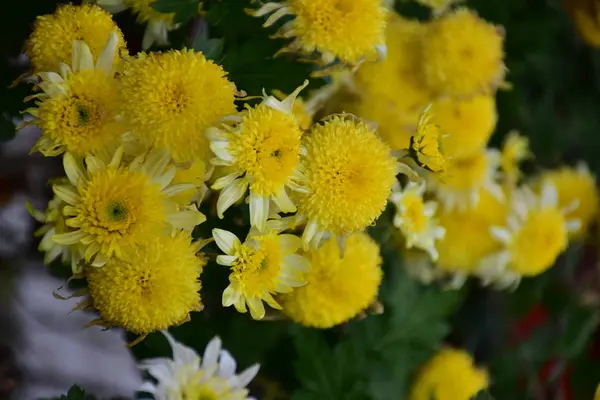 花坛上的黄色美丽花朵 — 图库照片