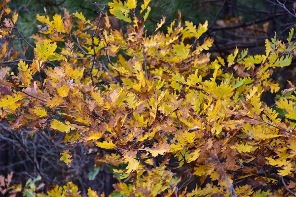 Colourful Yellow Brown Oak Foliage Autumn —  Fotos de Stock