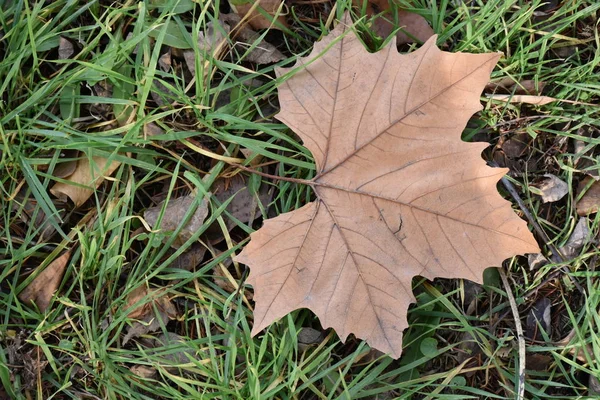 Dried Tree Leaves Green Grass Cropped Shot — ストック写真