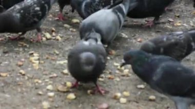 Güvercinlerin ekmek kırıntılarını gagaladığı gündüz görüntüleri