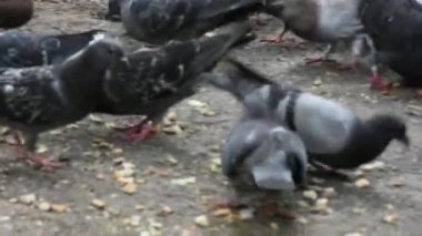 Güvercinlerin ekmek kırıntılarını gagaladığı gündüz görüntüleri