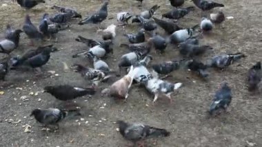 Güvercinlerin ekmek kırıntılarını gagaladığı gündüz görüntüleri