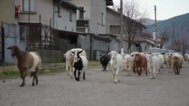 Day time footage of walking sheep and goats in the farm.