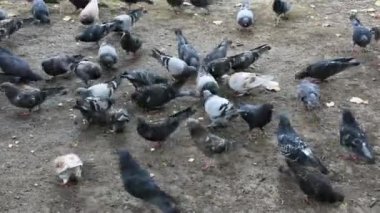 Güvercinlerin ekmek kırıntılarını gagaladığı gündüz görüntüleri