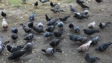 Güvercinlerin ekmek kırıntılarını gagaladığı gündüz görüntüleri