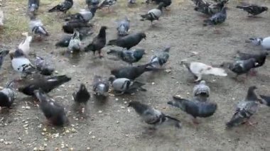 Güvercinlerin ekmek kırıntılarını gagaladığı gündüz görüntüleri