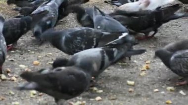 Güvercinlerin ekmek kırıntılarını gagaladığı gündüz görüntüleri