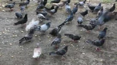 Güvercinlerin ekmek kırıntılarını gagaladığı gündüz görüntüleri