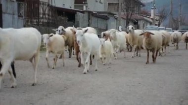 Day time footage of walking sheep and goats in the farm.