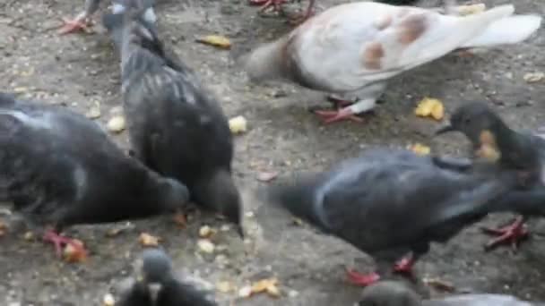 Day Time Footage Pigeons Pecking Bread Crumbs — Stockvideo