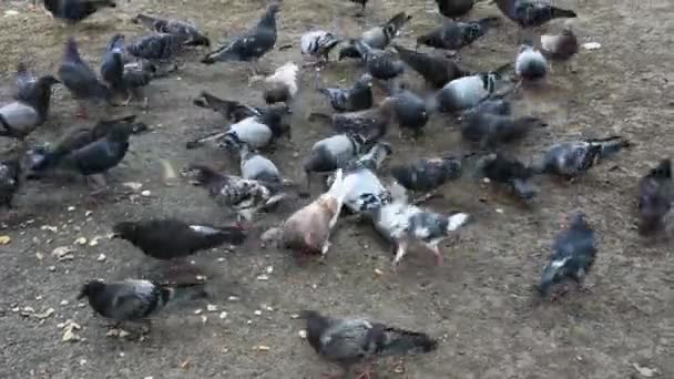 Imágenes Diurnas Palomas Picoteando Migas Pan — Vídeo de stock