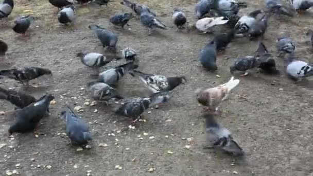 Day Time Footage Pigeons Pecking Bread Crumbs — Stockvideo