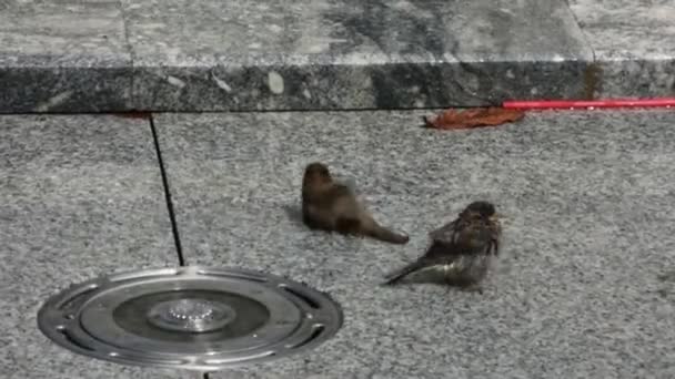 Day Time Shot Sparrows Washing Fountain — Stockvideo