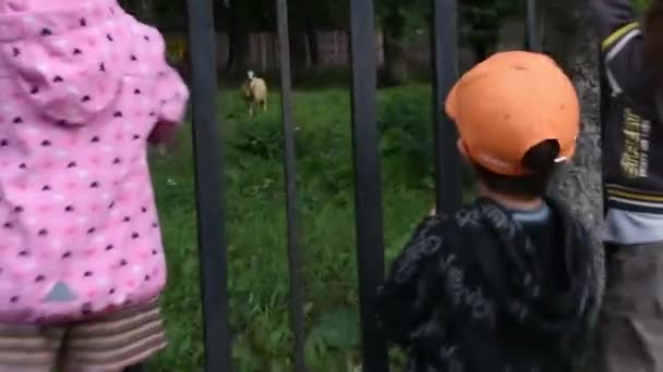 Little Kids Climbing Fence Beautiful Park — Stock video