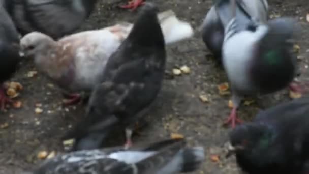 Day Time Footage Pigeons Pecking Bread Crumbs — 图库视频影像