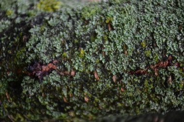 güzel arka plan doku yakın çekim 