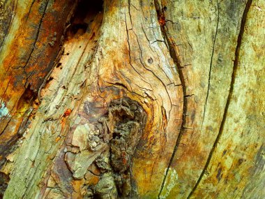 Ağaç kabuğu dokusu kapat 