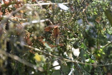 Ağaçlarda yeşil yapraklar