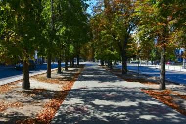 Sonbaharda ağaçlar, yerde paslı yapraklar