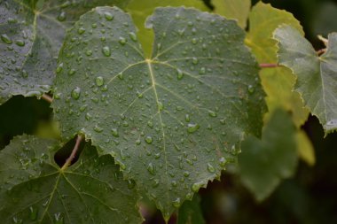 Yeşil bir yaprağa çiy damlası düşer.