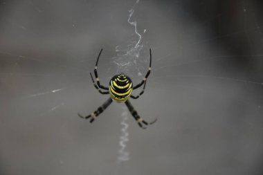 kendi web ortasında örümcek 