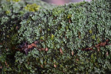 güzel arka plan doku yakın çekim 