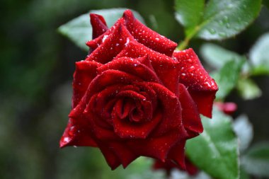 Güzel pembe bir gül ve yeşil yapraklar.,