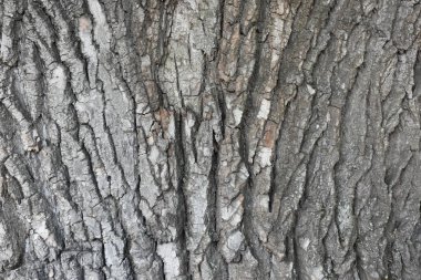  taş zemin ve çimento ve doku ve tuğla