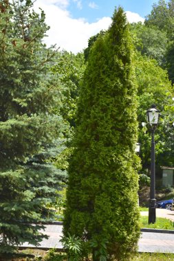 Yeşil ağaçlı yaz parkı, doğa ve bitki kavramı